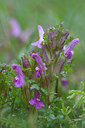 BUITEN BEELD Foto: 80158