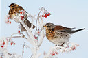BUITEN BEELD Foto: 80169