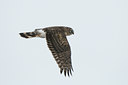 BUITEN BEELD Foto: 80229