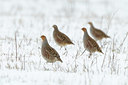 BUITEN BEELD Foto: 80310