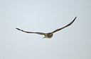 BUITEN BEELD Foto: 80313