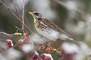 BUITEN BEELD Foto: 80331