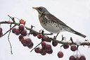 BUITEN BEELD Foto: 80332