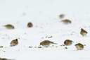 BUITEN BEELD Foto: 80346