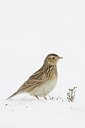 BUITEN BEELD Foto: 80349