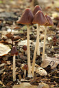 BUITEN BEELD Foto: 80360