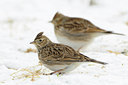 BUITEN BEELD Foto: 80374