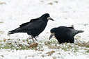 BUITEN BEELD Foto: 80375
