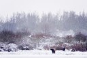 BUITEN BEELD Foto: 80435