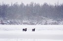 BUITEN BEELD Foto: 80437