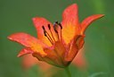 BUITEN BEELD Foto: 80465