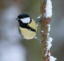 BUITEN BEELD Foto: 80472