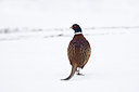 BUITEN BEELD Foto: 80494