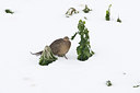 BUITEN BEELD Foto: 80496