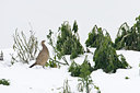 BUITEN BEELD Foto: 80498