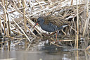 BUITEN BEELD Foto: 80501