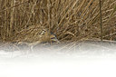 BUITEN BEELD Foto: 80515