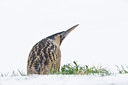 BUITEN BEELD Foto: 80516