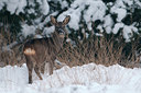 BUITEN BEELD Foto: 80521