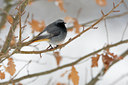BUITEN BEELD Foto: 80587