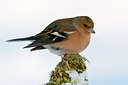 BUITEN BEELD Foto: 80612