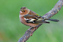BUITEN BEELD Foto: 80646