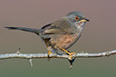 BUITEN BEELD Foto: 80700