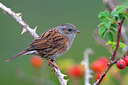 BUITEN BEELD Foto: 80710
