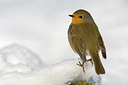 BUITEN BEELD Foto: 80722