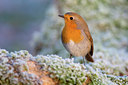 BUITEN BEELD Foto: 80725