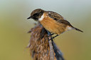 BUITEN BEELD Foto: 80747