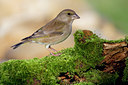 BUITEN BEELD Foto: 80754