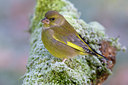 BUITEN BEELD Foto: 80846
