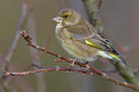 BUITEN BEELD Foto: 80849