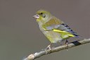 BUITEN BEELD Foto: 80858