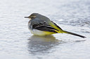BUITEN BEELD Foto: 80868