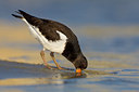 BUITEN BEELD Foto: 80893