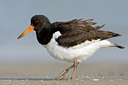 BUITEN BEELD Foto: 80922