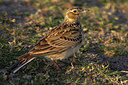 BUITEN BEELD Foto: 81002