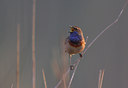 BUITEN BEELD Foto: 81110