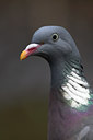 BUITEN BEELD Foto: 81119