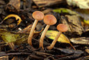 BUITEN BEELD Foto: 81126