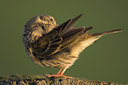 BUITEN BEELD Foto: 81185