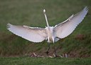 BUITEN BEELD Foto: 81250