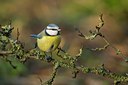 BUITEN BEELD Foto: 81299
