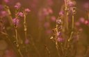 BUITEN BEELD Foto: 81314