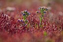 BUITEN BEELD Foto: 81406