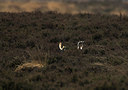 BUITEN BEELD Foto: 81489