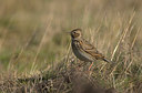 BUITEN BEELD Foto: 81491