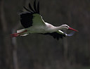 BUITEN BEELD Foto: 81493